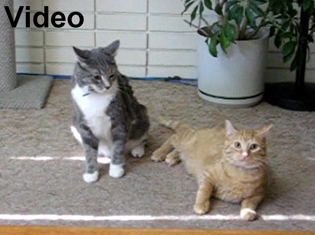 A picture of Jack and Raistlin looking about to go, and the video is of them wrassling on the carpet, and the word video.