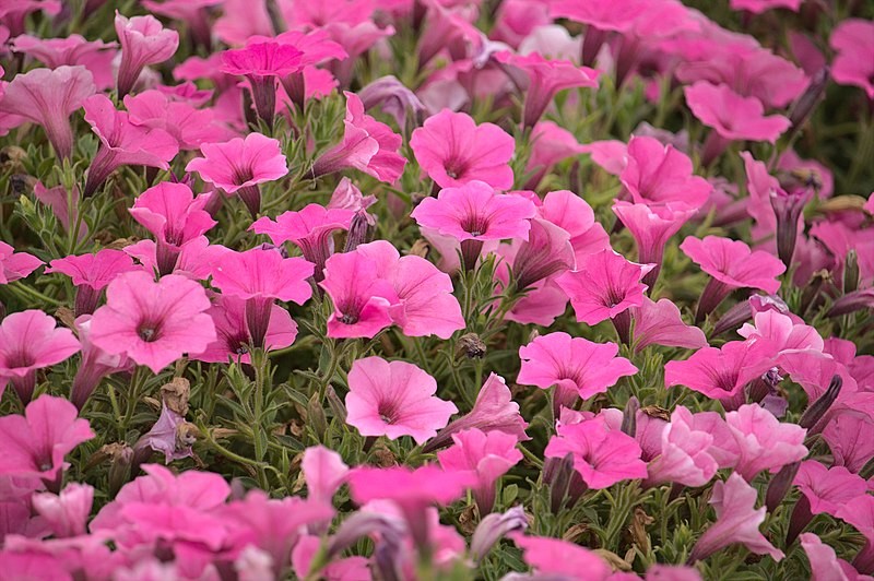 A patch of pink five-petal petunias surrounded by their leaves.