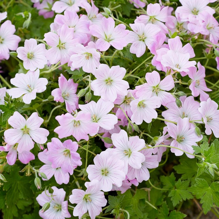 A patch of pinkish white five-petal geraniums also surrounded by their leaves.