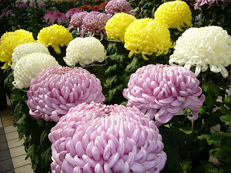Several lavender, white, and yellow chrysanthemums, roundish balls of dozens of petals in a planter beside a path.