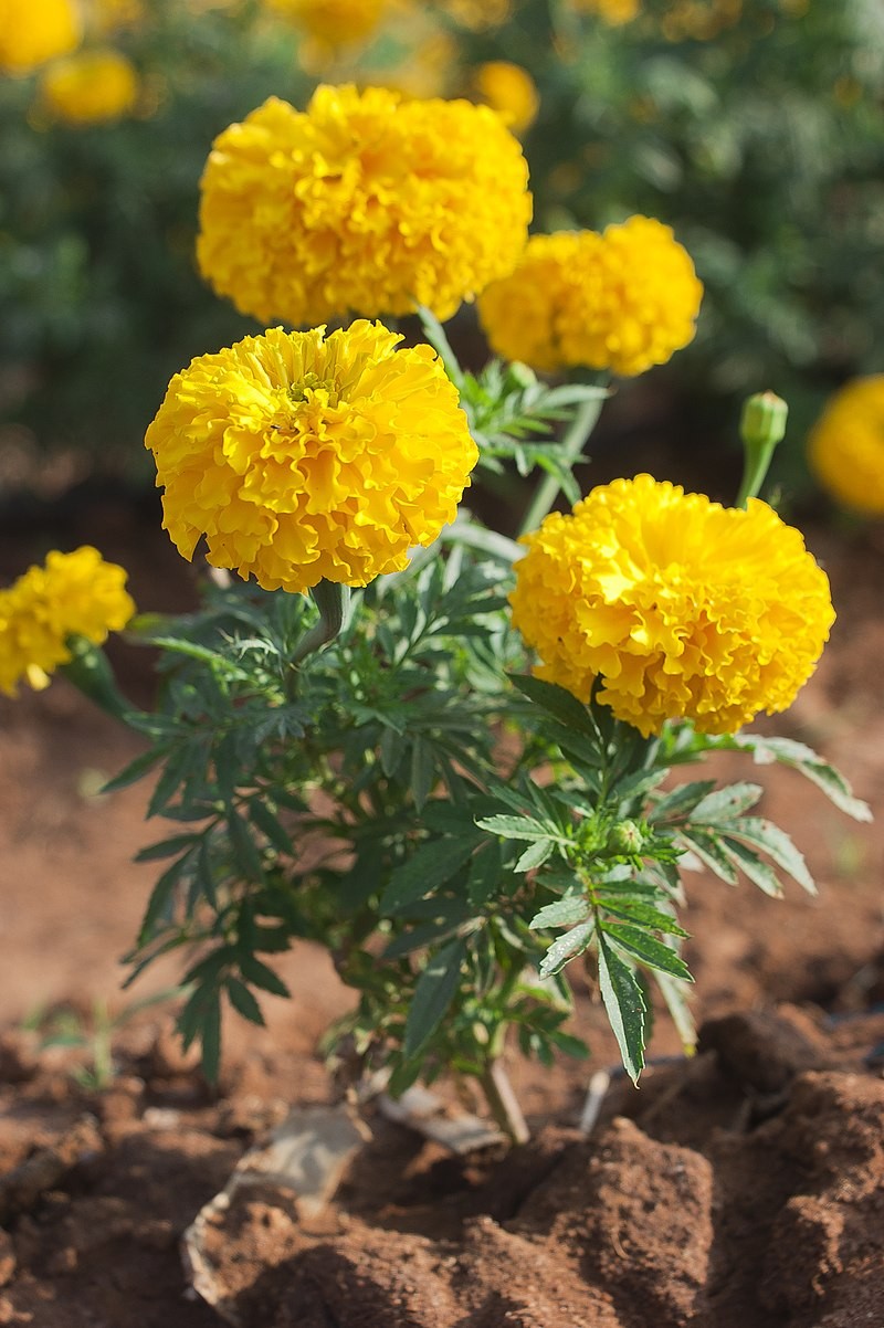 A flower of yellowish orange marigolds, also roundish with dozens of petals, planted in the ground along a row.