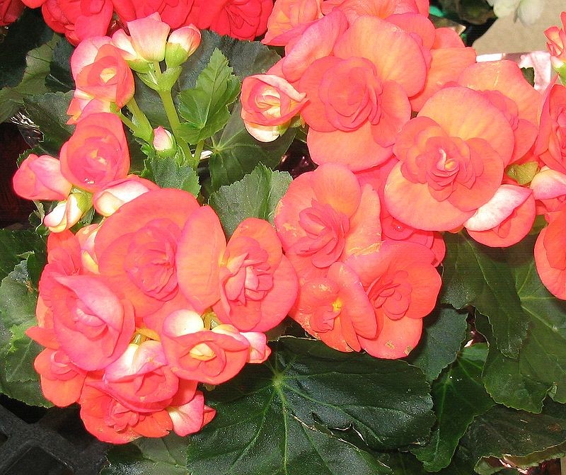 Several pink begonias, with petals that coil in towards the center, surrounded by their dark green leaves.