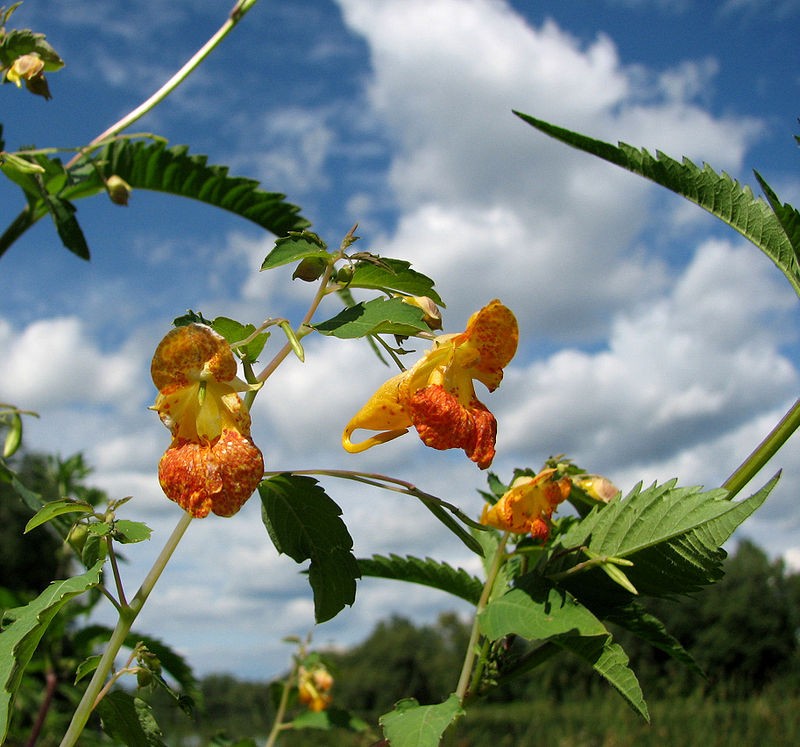 Several yellow and orange impatiens with the sky as a background. They are pitcher-plant style flowers, with a deep reservoir at the center of the petals.