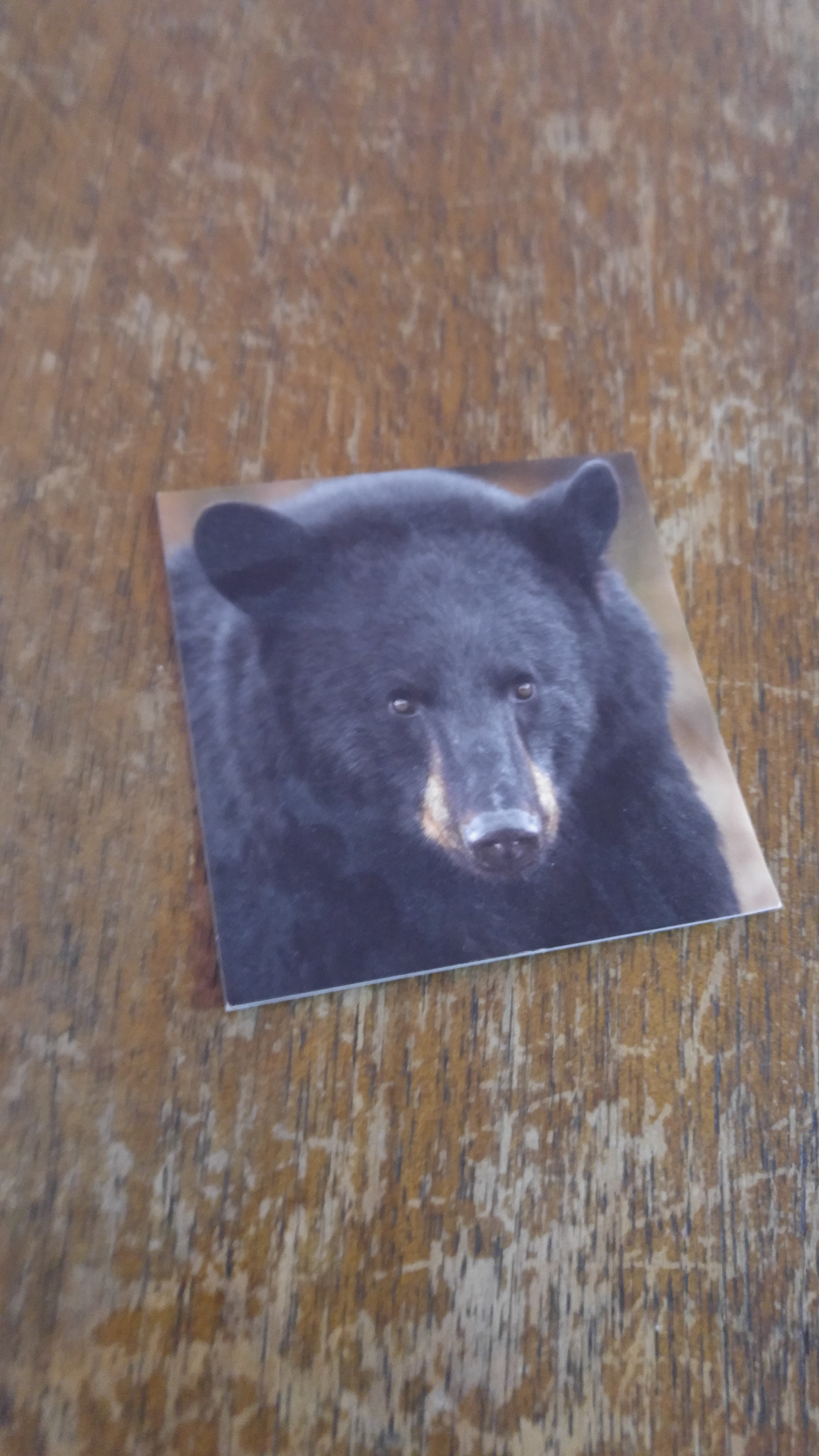 A photo of a closeup of a black bear.