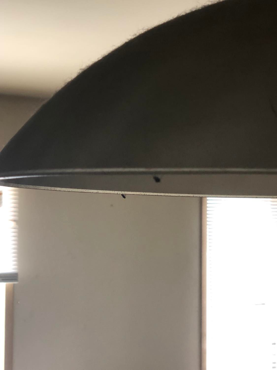 Two flies on the lampshade, on somewhat opposite sides from eachother, with a white livingroom wall and a window in the background.