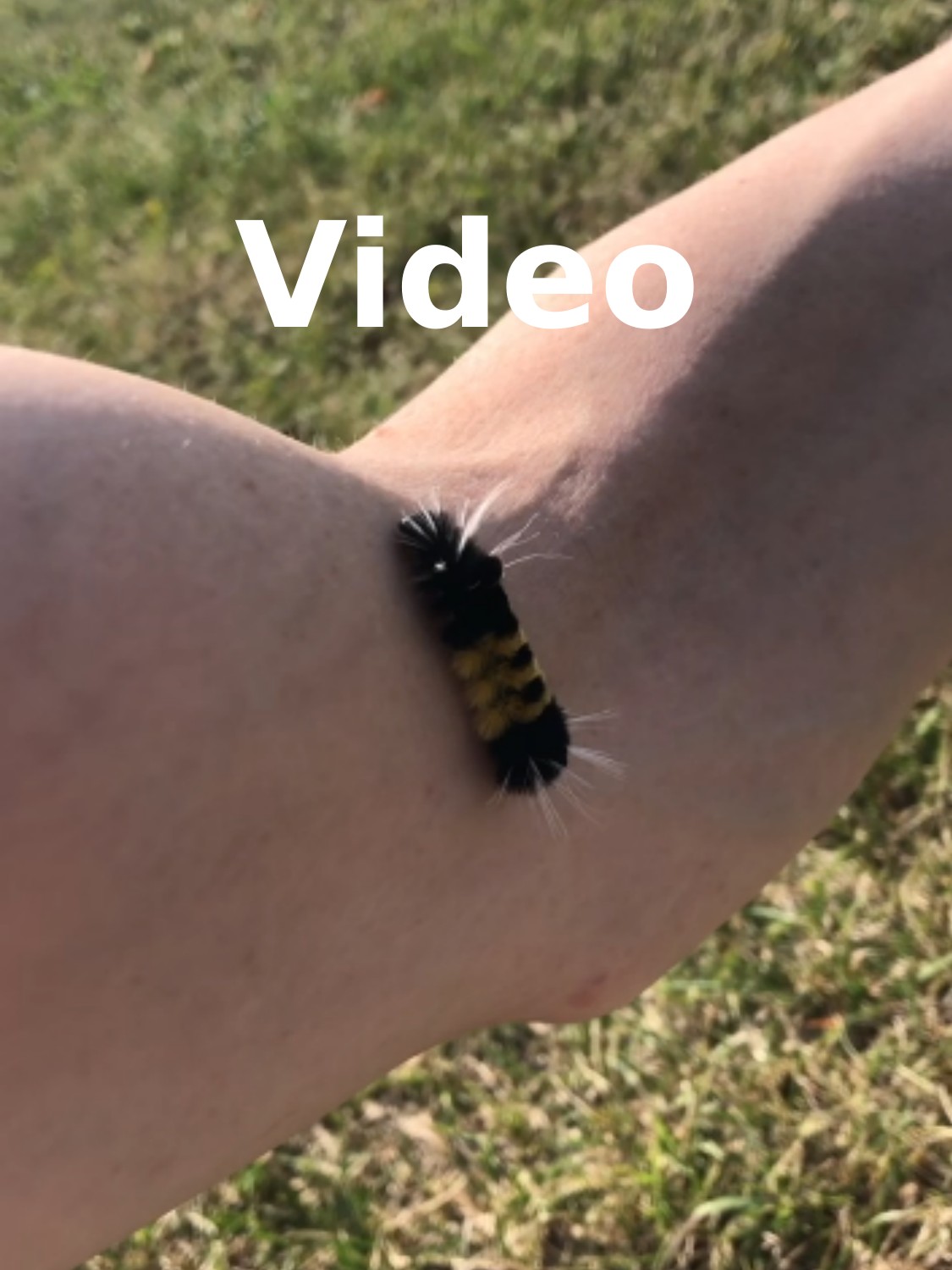 A yellow and black caterpillar crawling up Kabutroid's arm outdoors, with the word video above it as a link to the mp4 video.