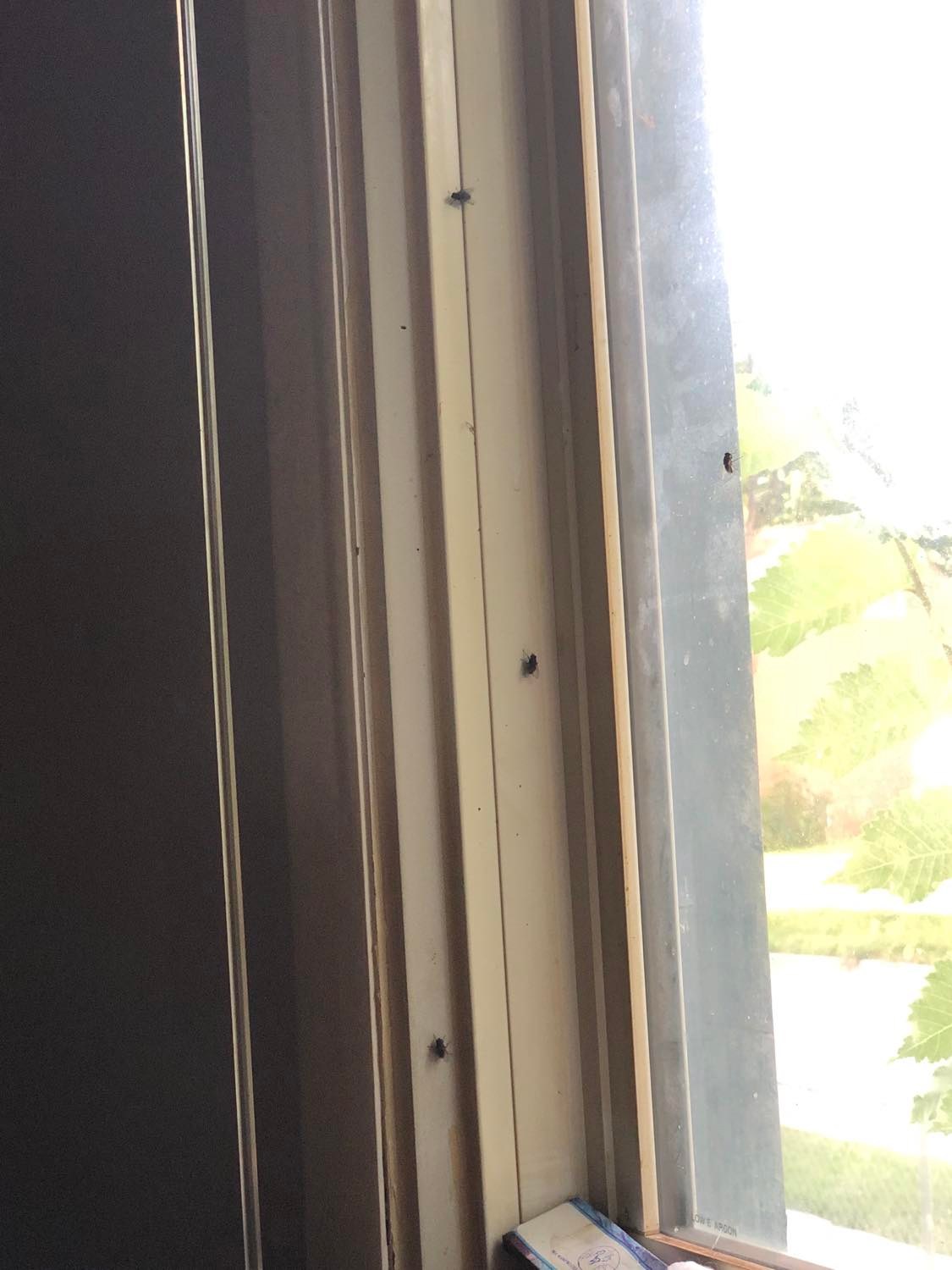 Three houseflies on the side of a window, and one on the glass, tree leaves visible on the other side.