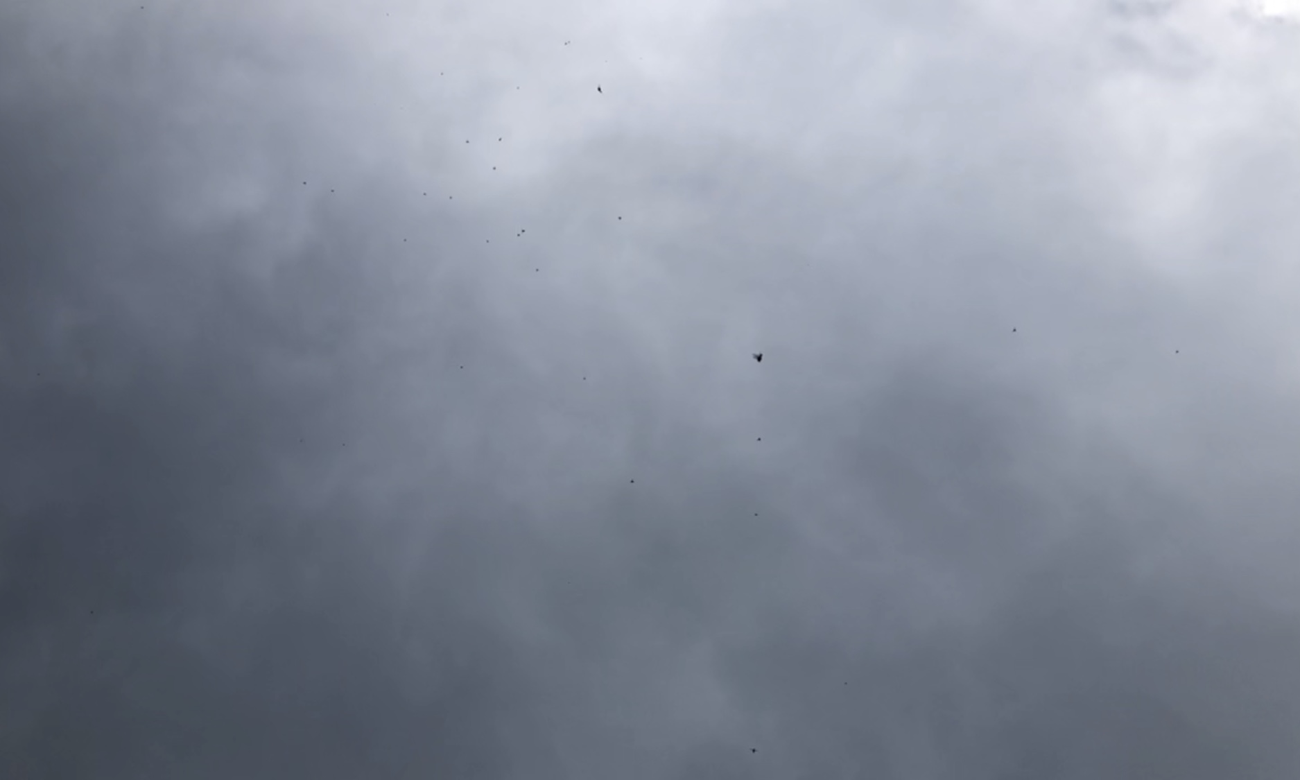 The swarm of flies, now somewhat more to the right of the photo, appearing as dozens of black dots of varying size, with the darker grey clouds overhead.