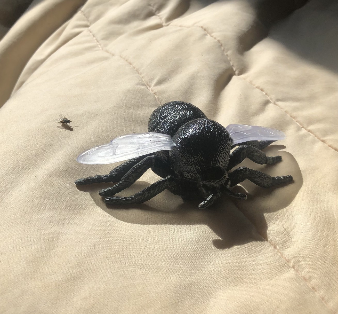 A giant housefly toy, about 3 inches long, sitting on a bed. A housefly is several inches away, pointing at it, or so it looks like. The fly was actually walking towards the toy at the pic, with its arm out. It's like he's pointing at a giant statue of himself.