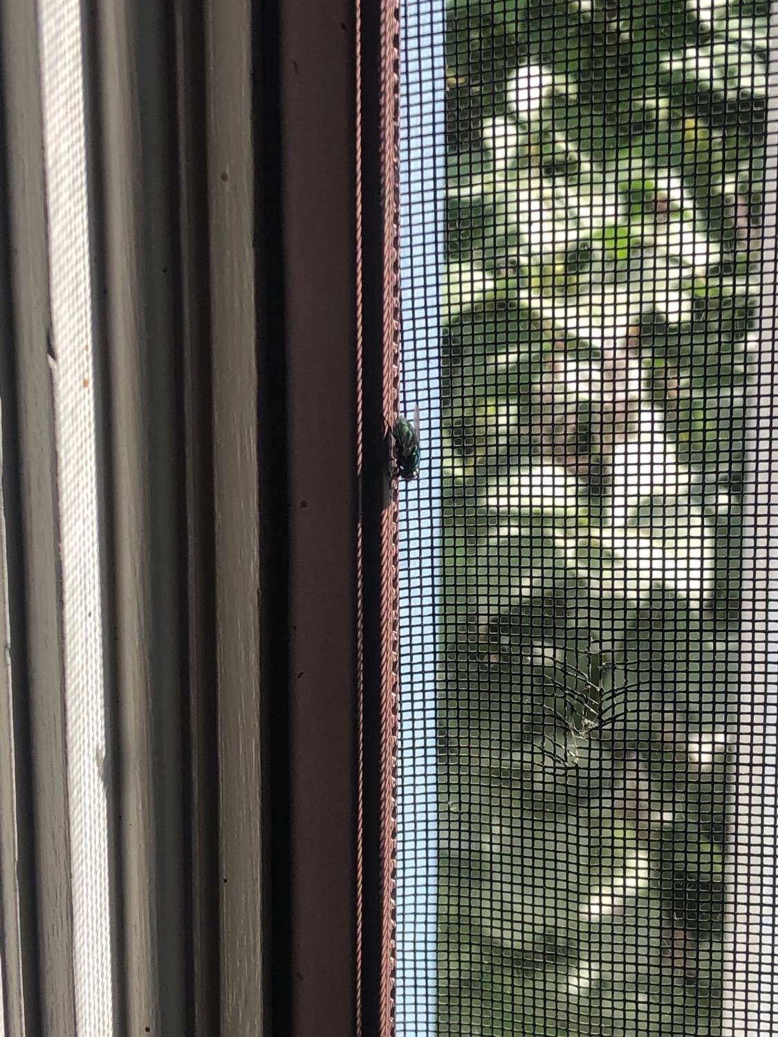 A fly sitting on the edge of a window screen, waiting to be let out. He's all bright and shiny, waiting in the sunlight.