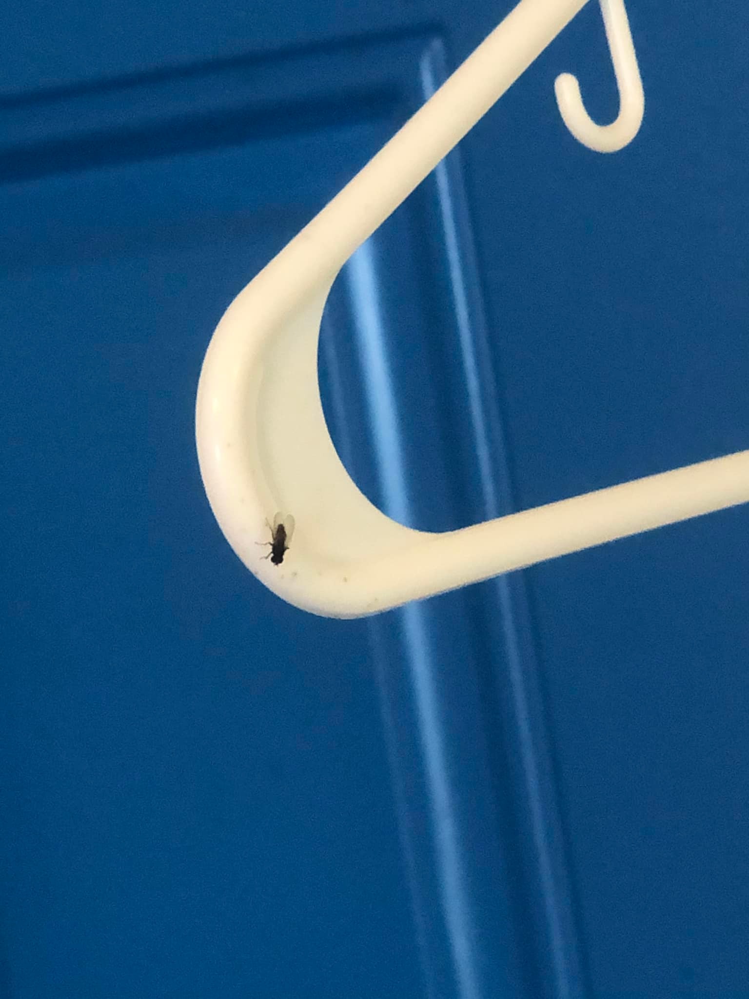 Lil housefly sitting on the corner of a coathanger, white coathanger with a blue door in the background.