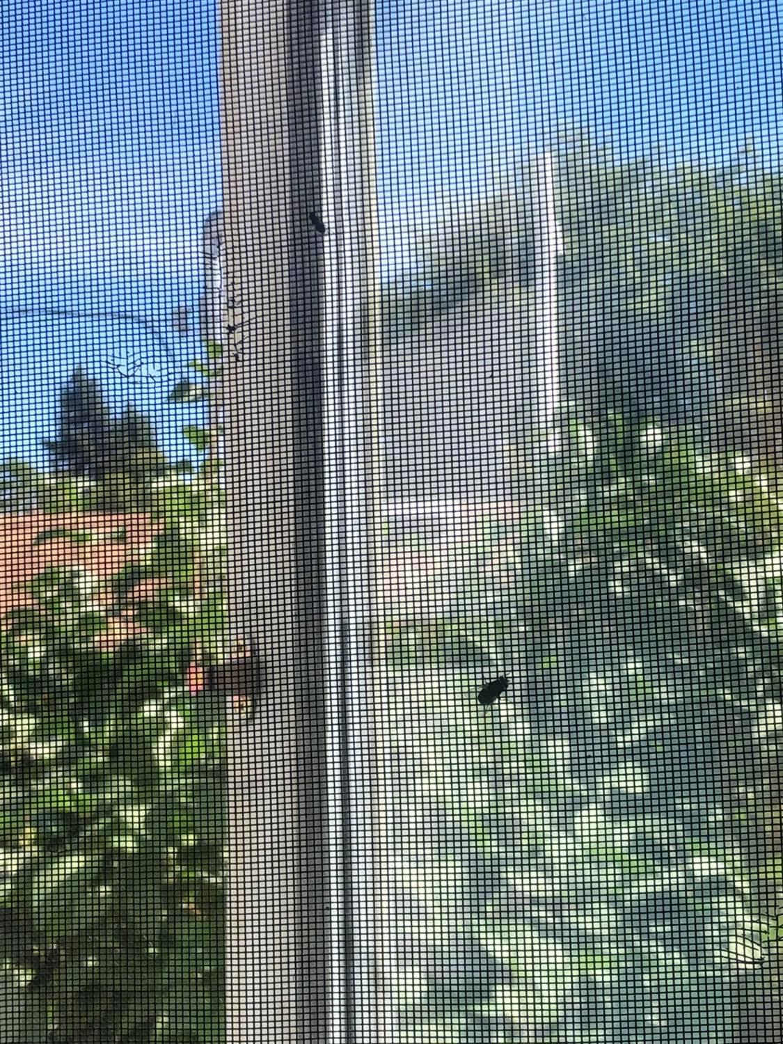 Two flies on the screen, waiting to see the big outdoors. One is the larger one from the last pic, and the other is a smaller one, both of which ventured into the great outdoors moments after this photo was taken.