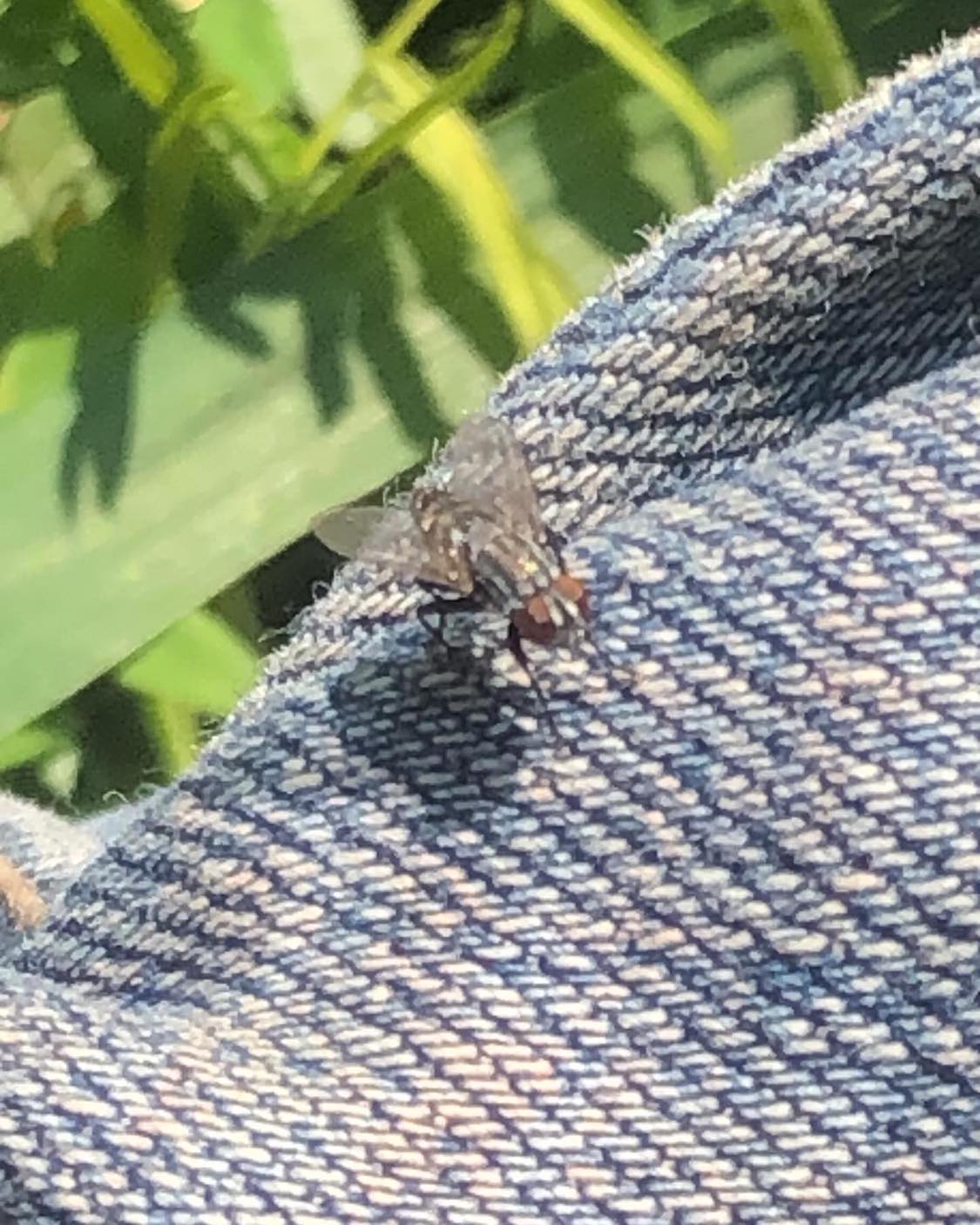 A closeup of a fly from that grassy patch, sitting on the denim of Kabutroid's leg