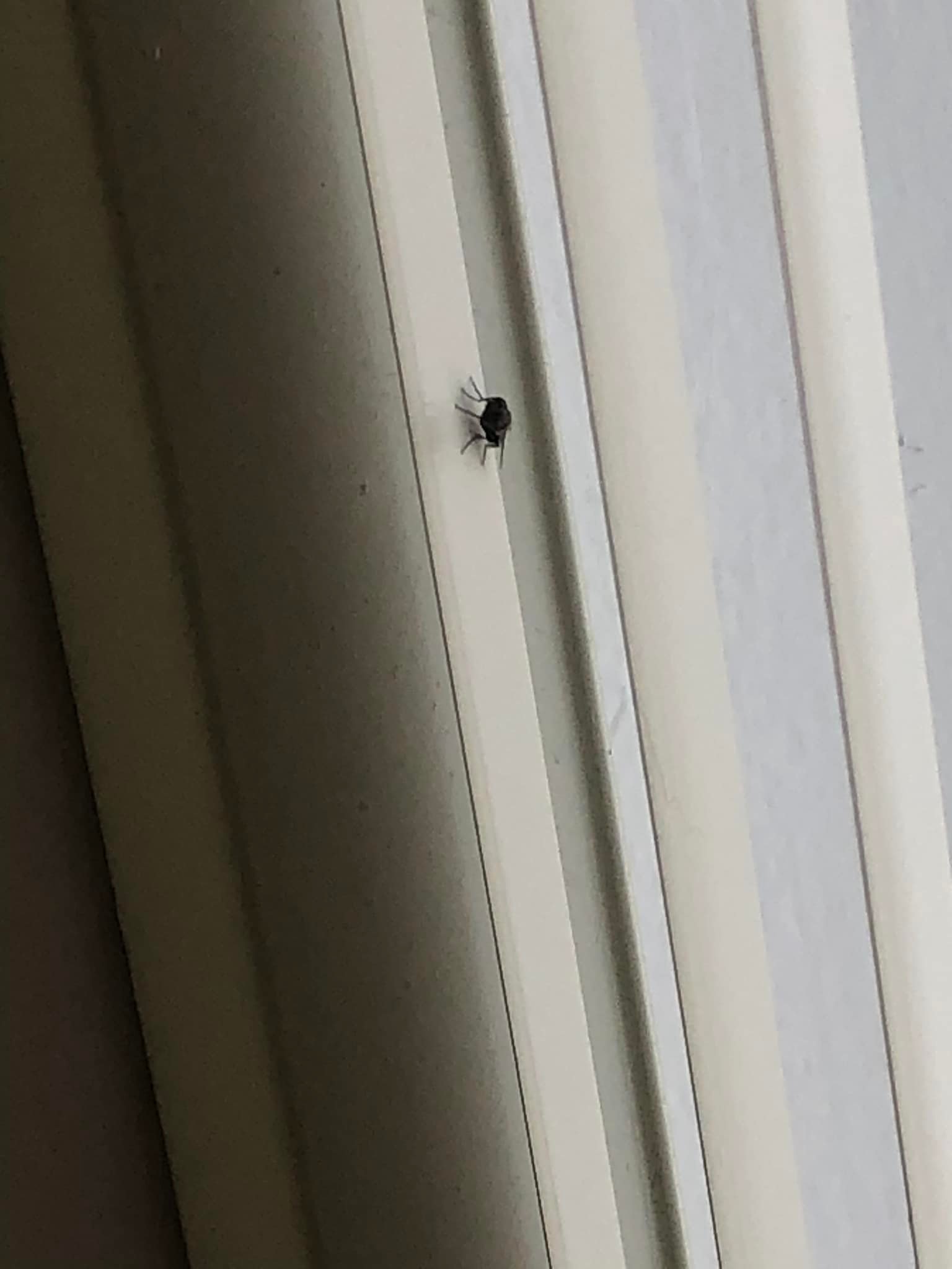 Housefly sitting on the edge of a window frame, looking inside.