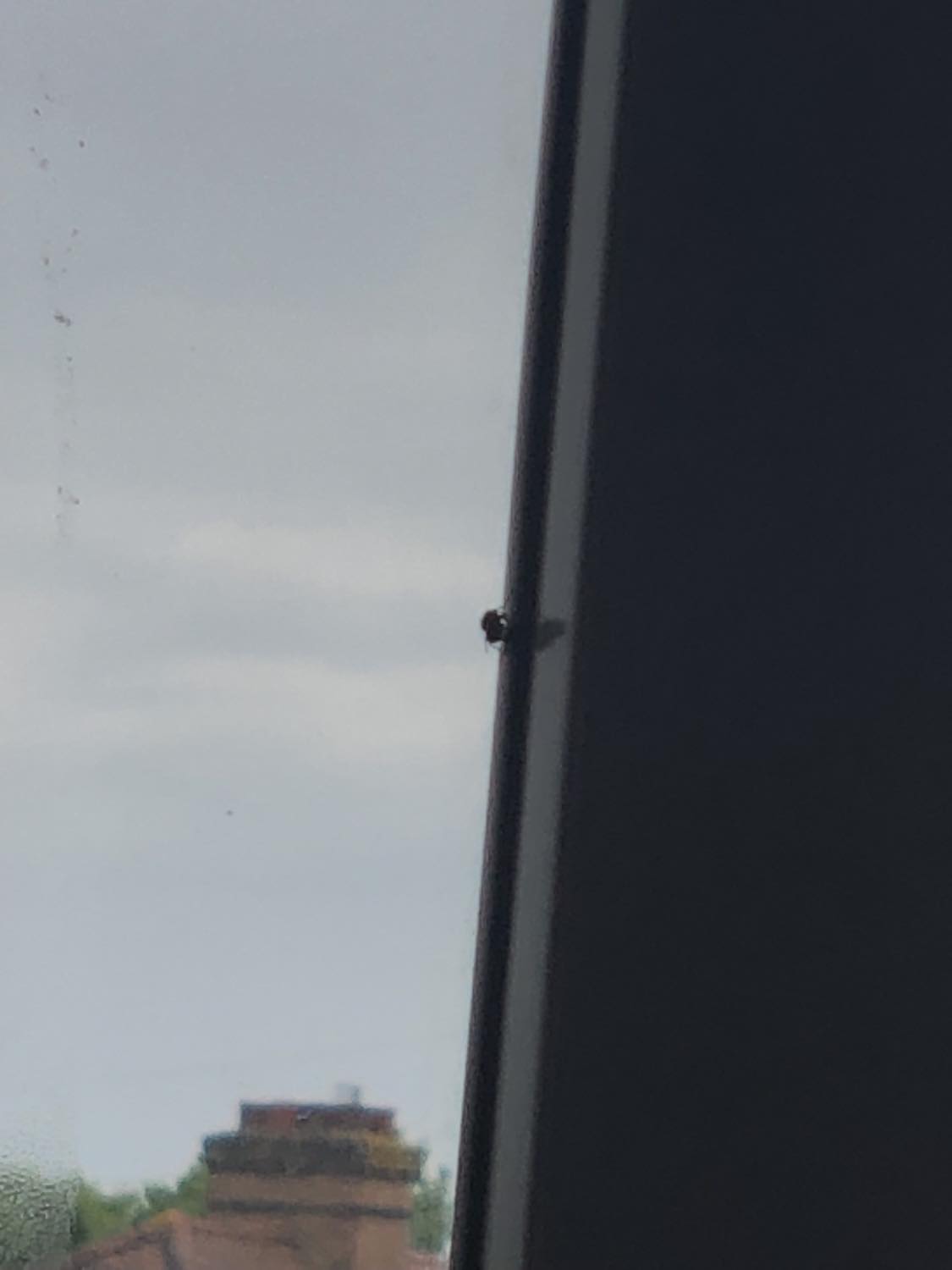Lil fly friend sitting on the edge of the window, watching us dance with the other fly in the room