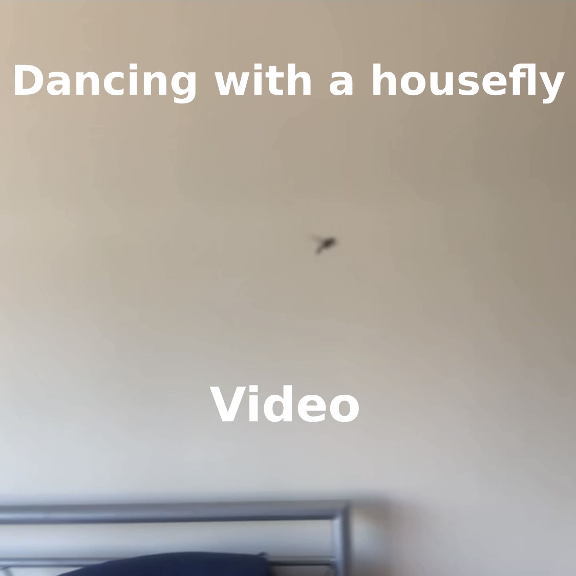 Housefly in mid-flight fairly close to the camera, with part of a bedframe in the background. The text 'dancing with a housefly' and 'video' are overtop of the image, a link to the video.
