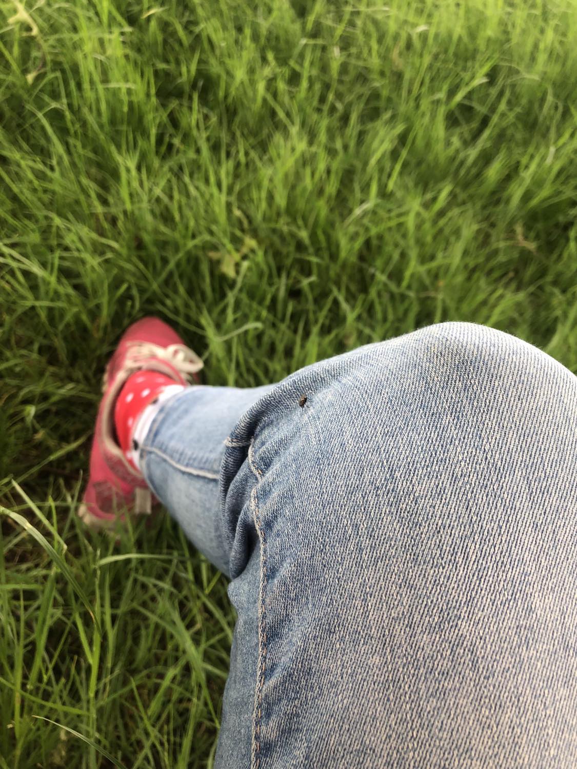 A lil baby fly sitting on Kabutroid's jeans near the knee, with the grass and Kabs's pink shoes and red spotted socks visible as well