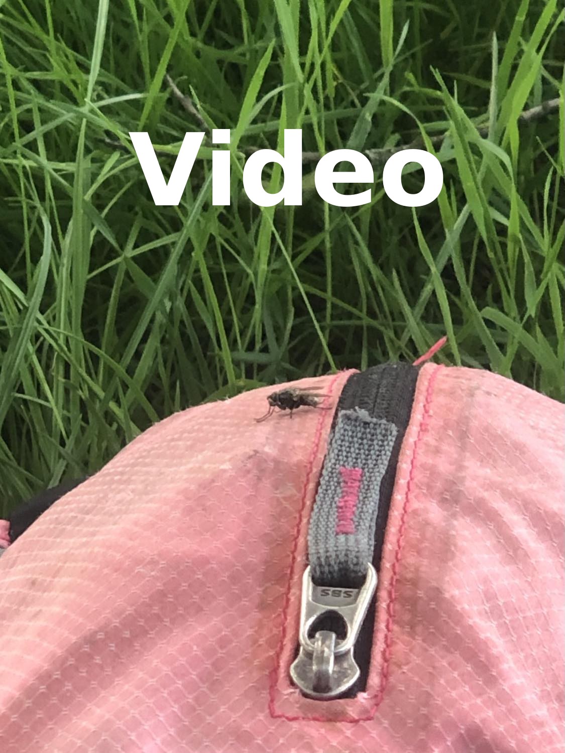 A link to a video, an image of a much larger adult fly sitting on Kabs's pink backpack laying in the grass, right close to a zipper pull, and the word video on the image