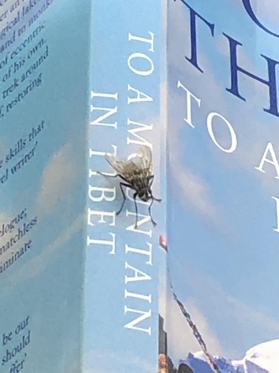 A much closer view of our fly friend, this time sitting on the binding of the book, again overtop of the word mountain lol. He's facing somewhat towards me and to the right, but appears to be looking generally forward and not at me specifically.