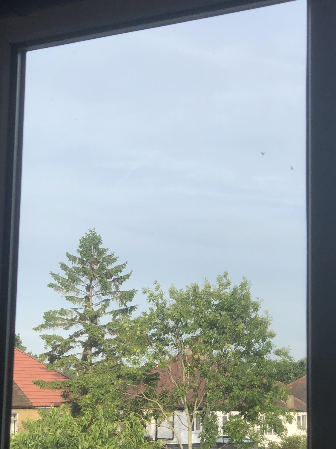 Two flies dancing close to eachother outside the window, with trees off in the background