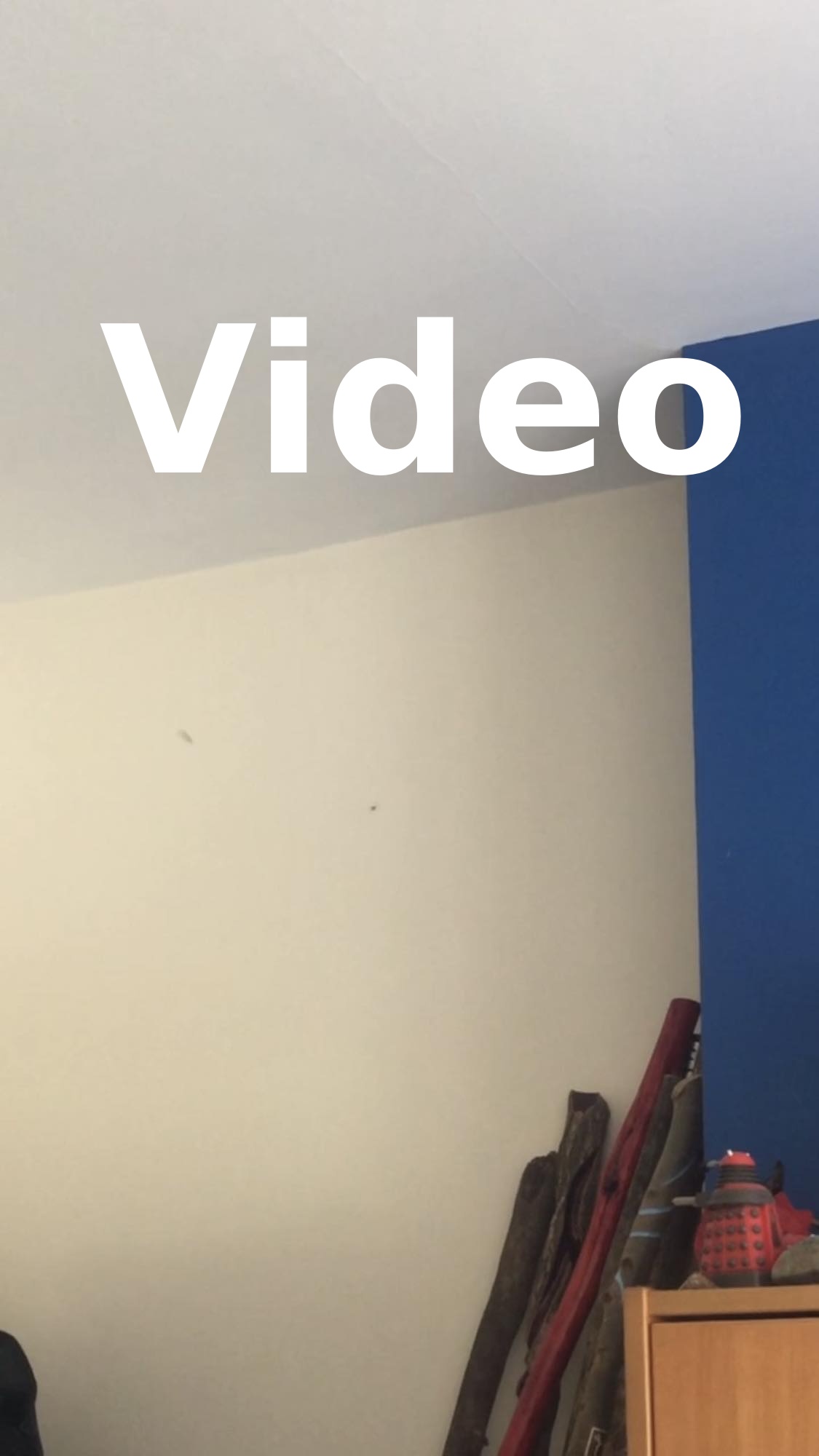 A link to a video, showing two flies dancing in that one corner of the room