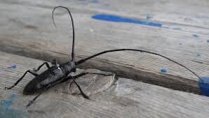 A picture of a pine beetle, a black beetle about an inch long with like 2 inch long antennae