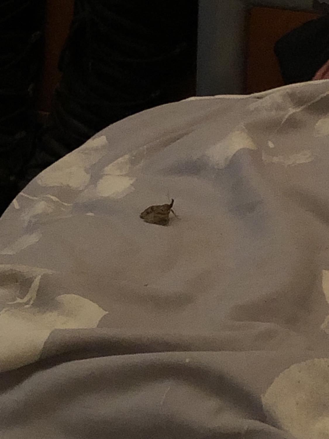 A large moth sitting on the bed next to me in the evening.