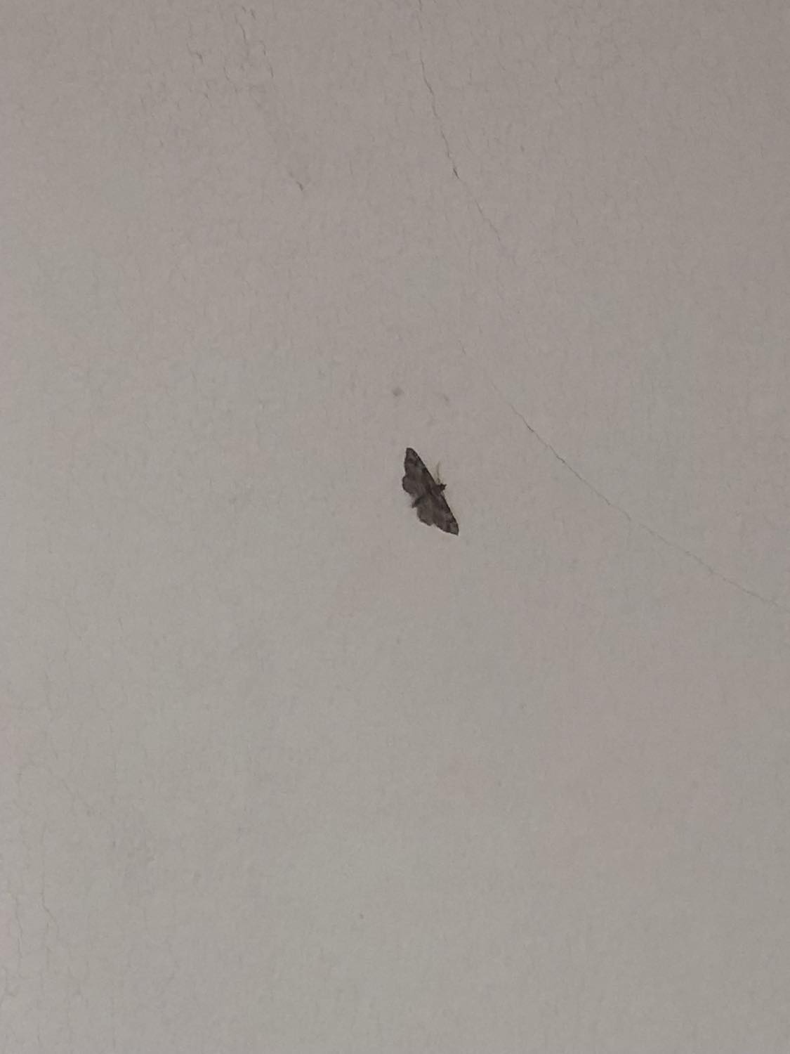 Another little moth resting on the wall across the room from the first