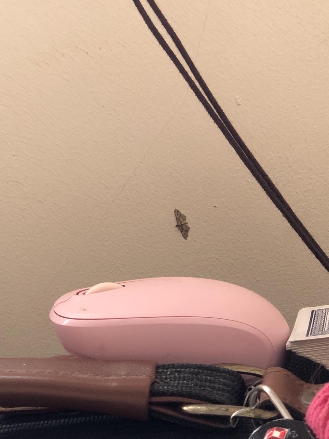That one little moth that rested for the night directly in front of me, with my pink computer mouse visible beneath it, as well as a deck of cards, a harrow deck of many things lol, and the curtain string running diagonally across the wall above it.
