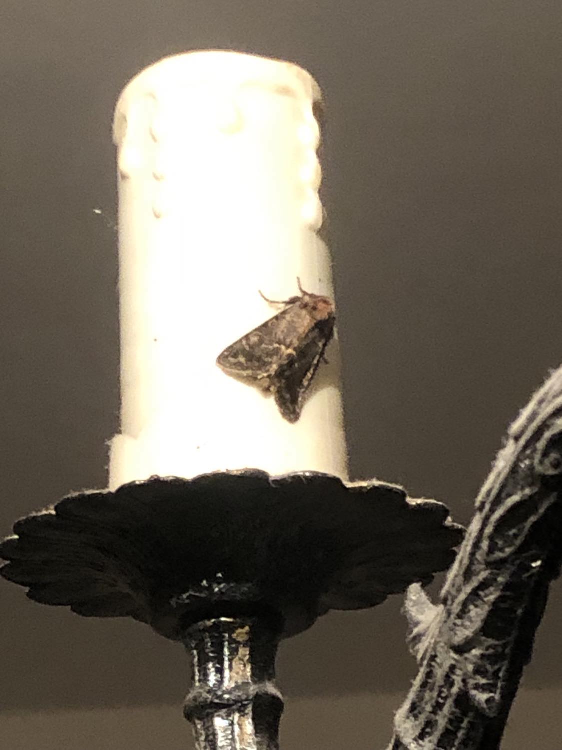 A big ol' moth that's like an inch long, having dark wings with light brown and orangish marks, and big ol arms clinging to the chandelier candlestick bulb holder.