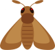 Moth