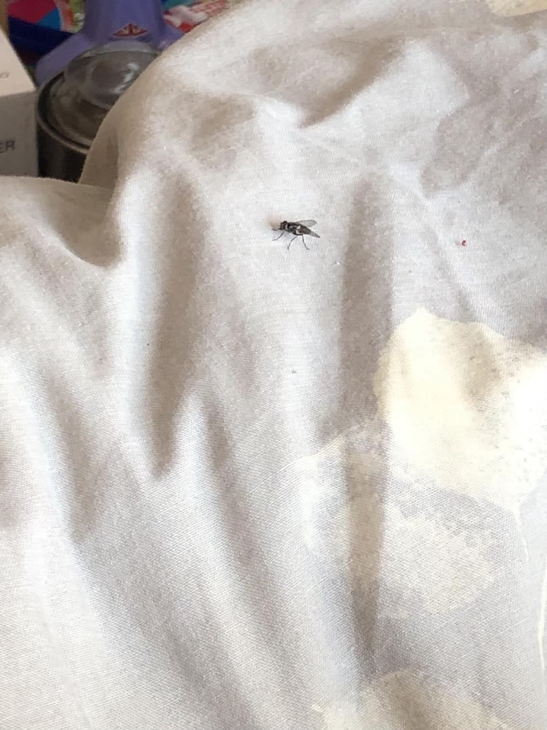 Lil fly on the bed, vaguely close to the side of it, just sitting there beside us.