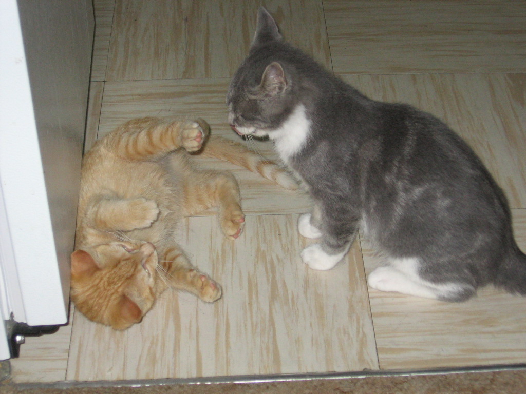 Kitten Jack playing with Raistlin on the kitchen floor, by the fridge door.