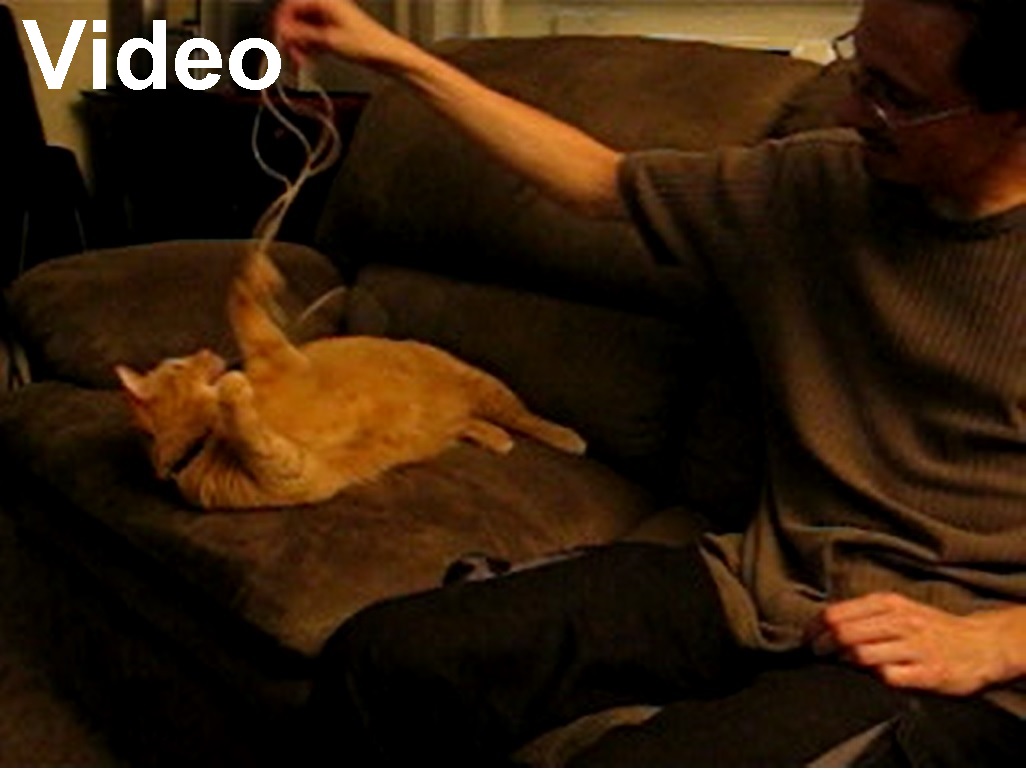 A picture of Kabutroid playing with Jack with a string, and the word video. THe video is of the cat all tangling with the string on the couch and stuff.