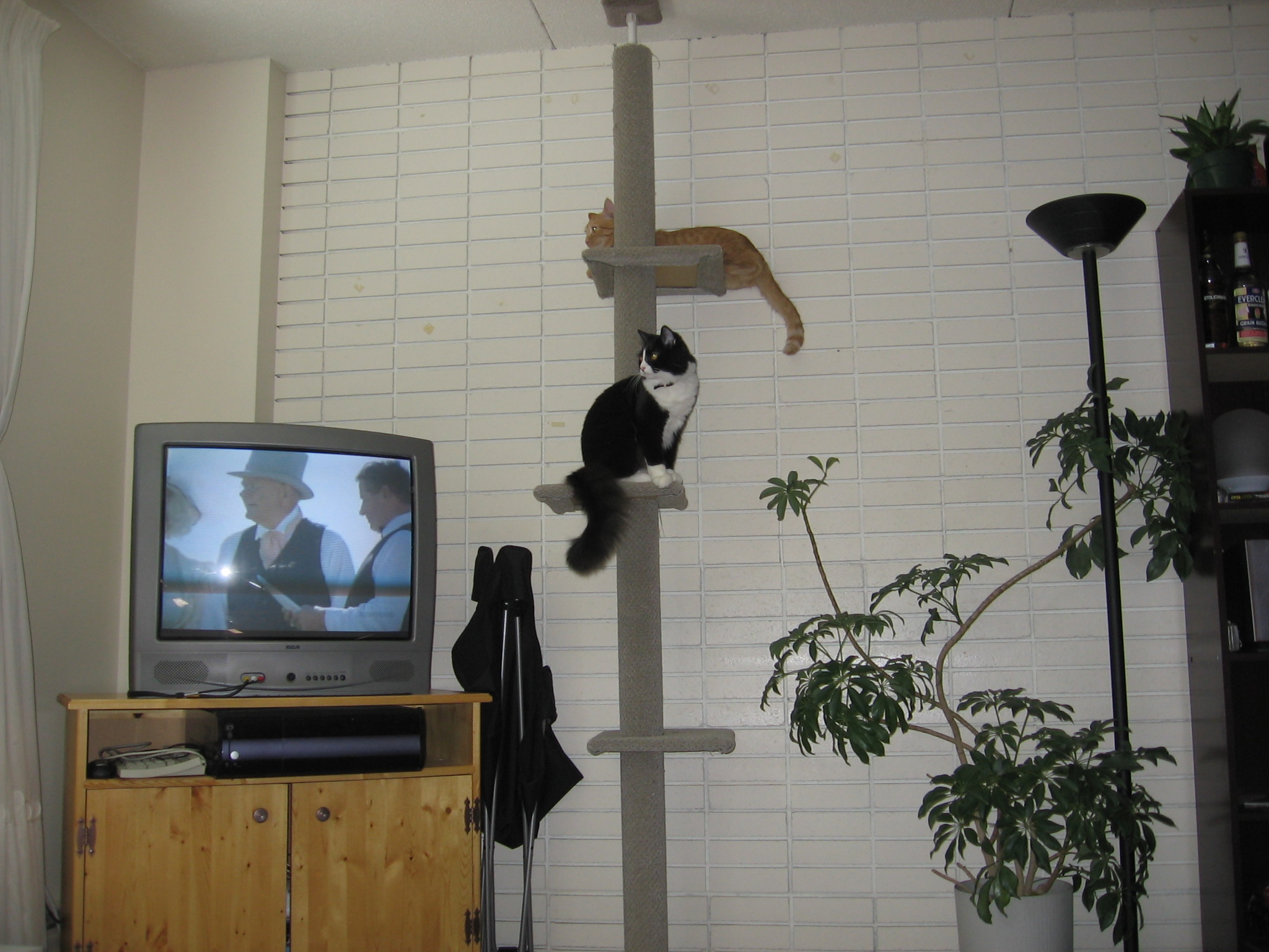 Nikita and Jack on the cat tree, beside the TV to the left, and a lamp and plants to the right.