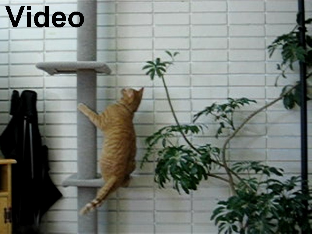 A video link, showing Jack climbing up the cat tree. The cats are being enticed to climb up the cat tree with a laser pointer.