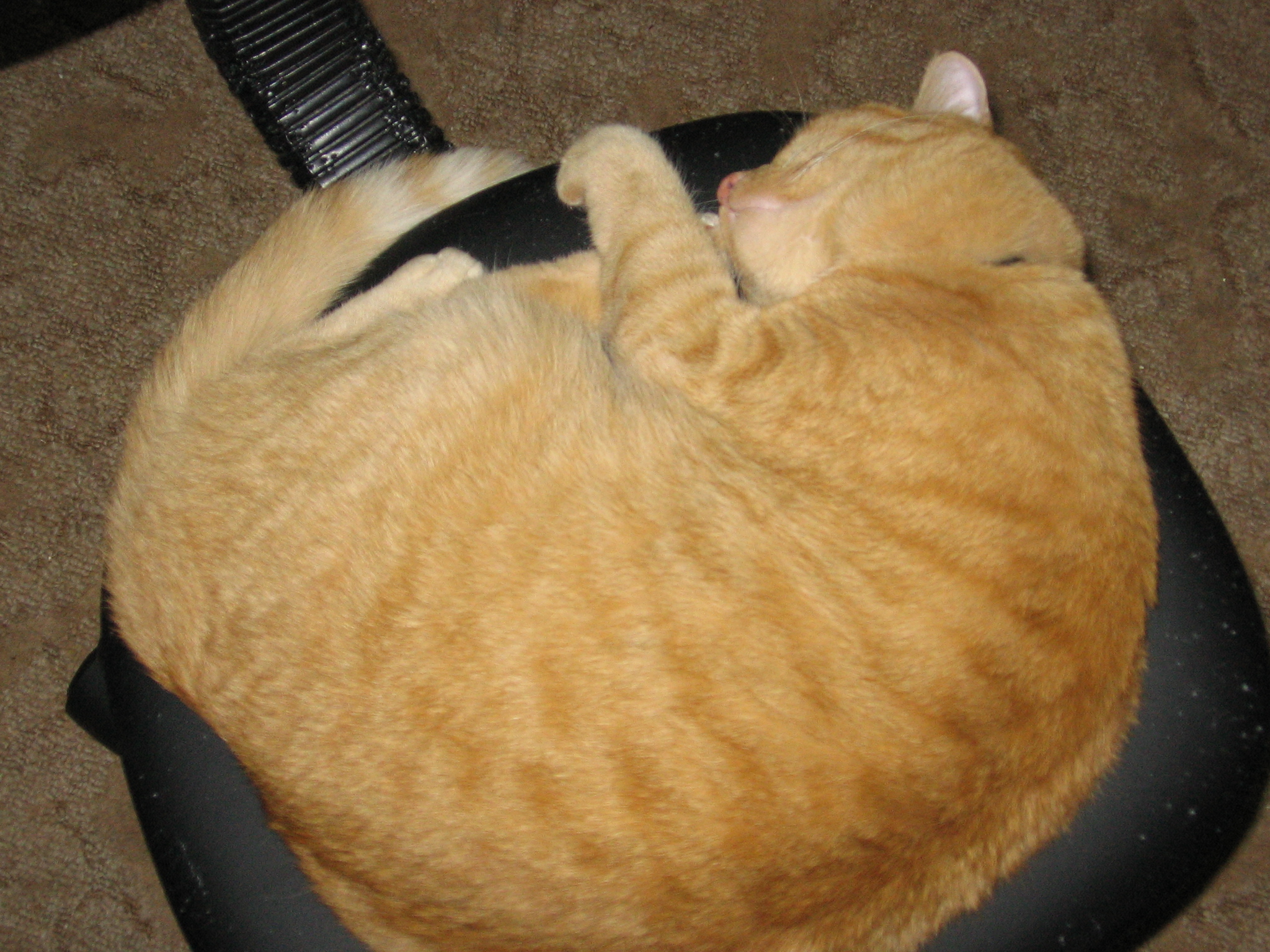 Jack curled up on a black rotating computer chair, looking like a big orange ball.