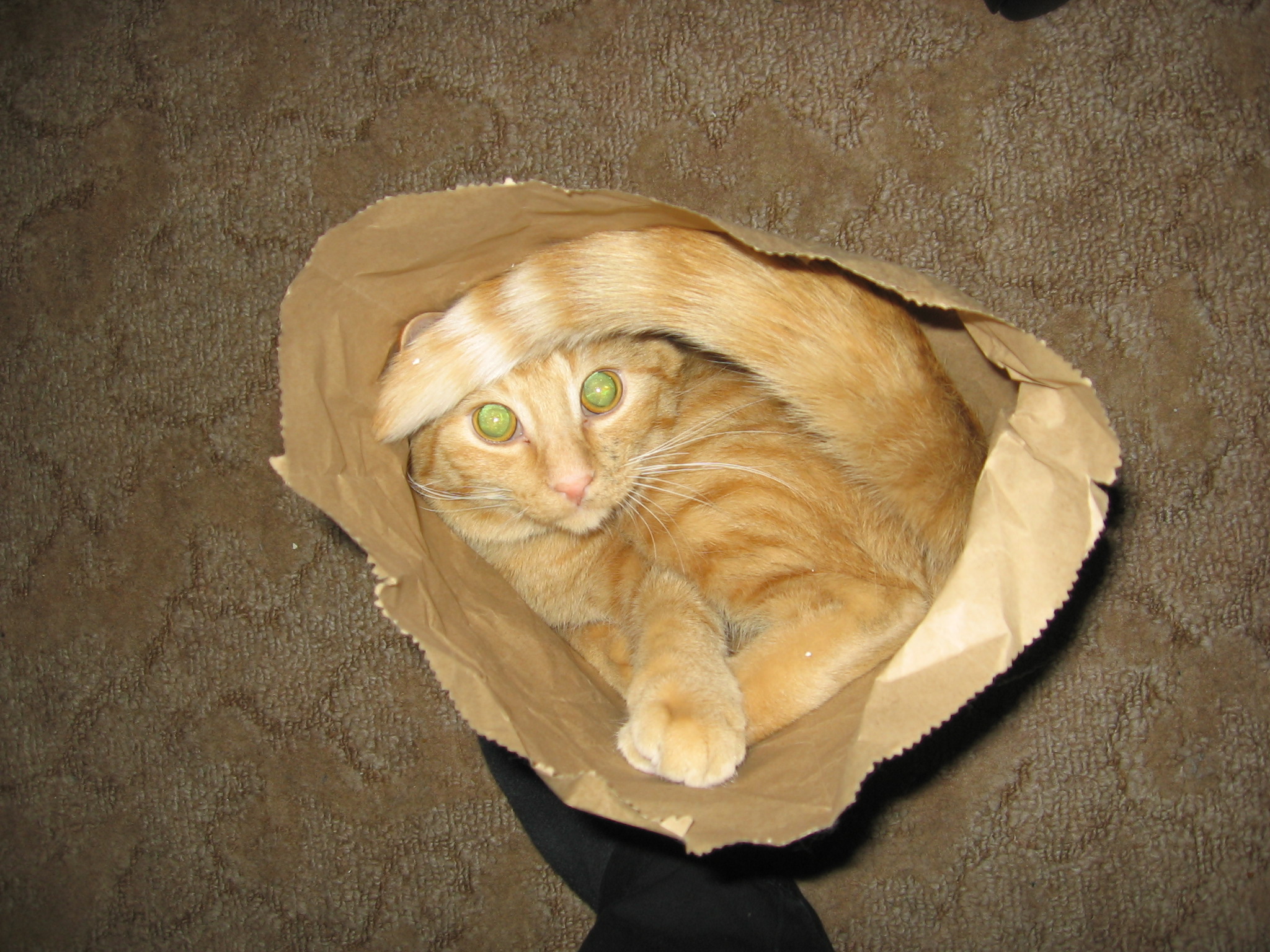 Jack inside a paper bag sitting on the carpet.