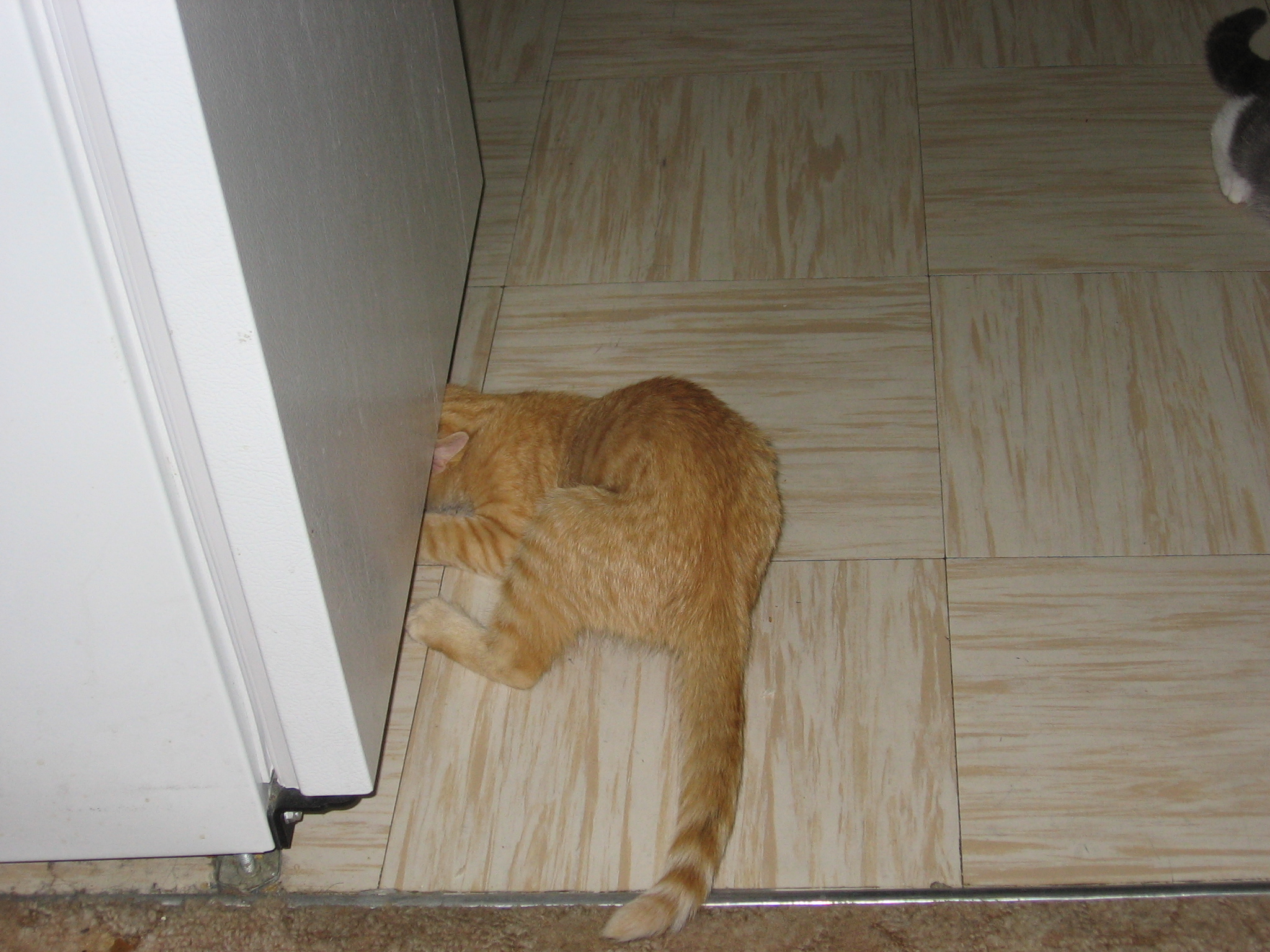 Jack cramming his head under the fridge door to try to get at a treat.