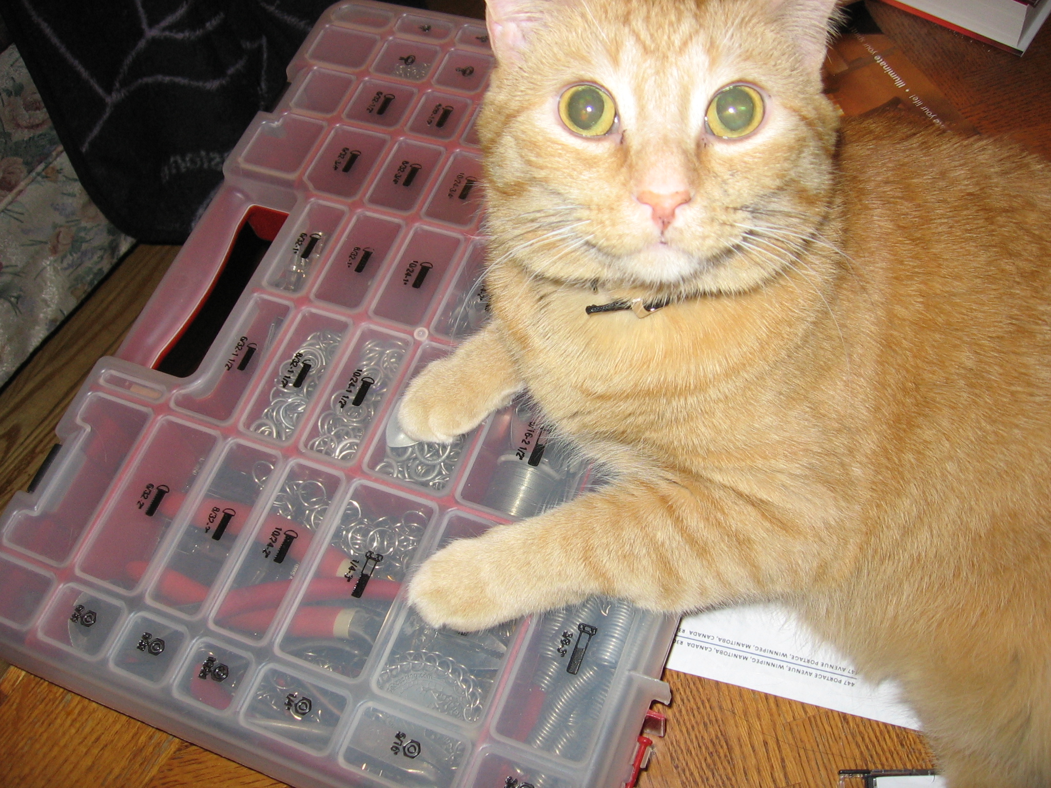 Jack sitting partially on the computer desk, partially on Kabutroid's closed chainmaille supplies kit.
