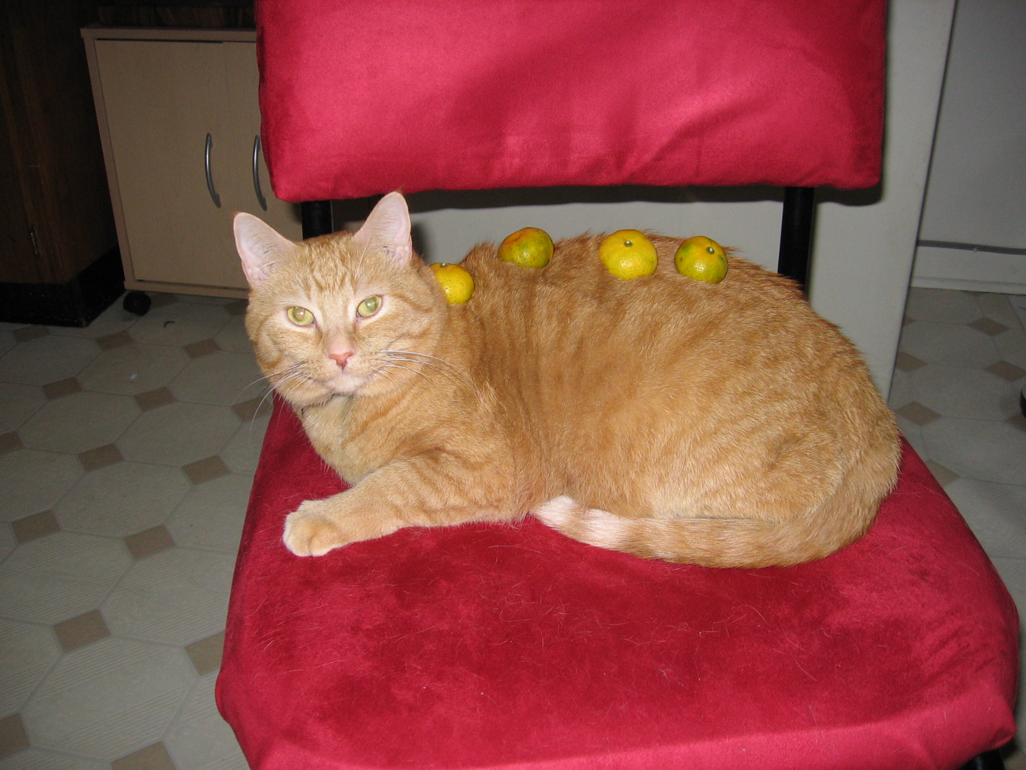 Jack on a red chair in a linoleum kitchen, with four oranges balanced on his back.