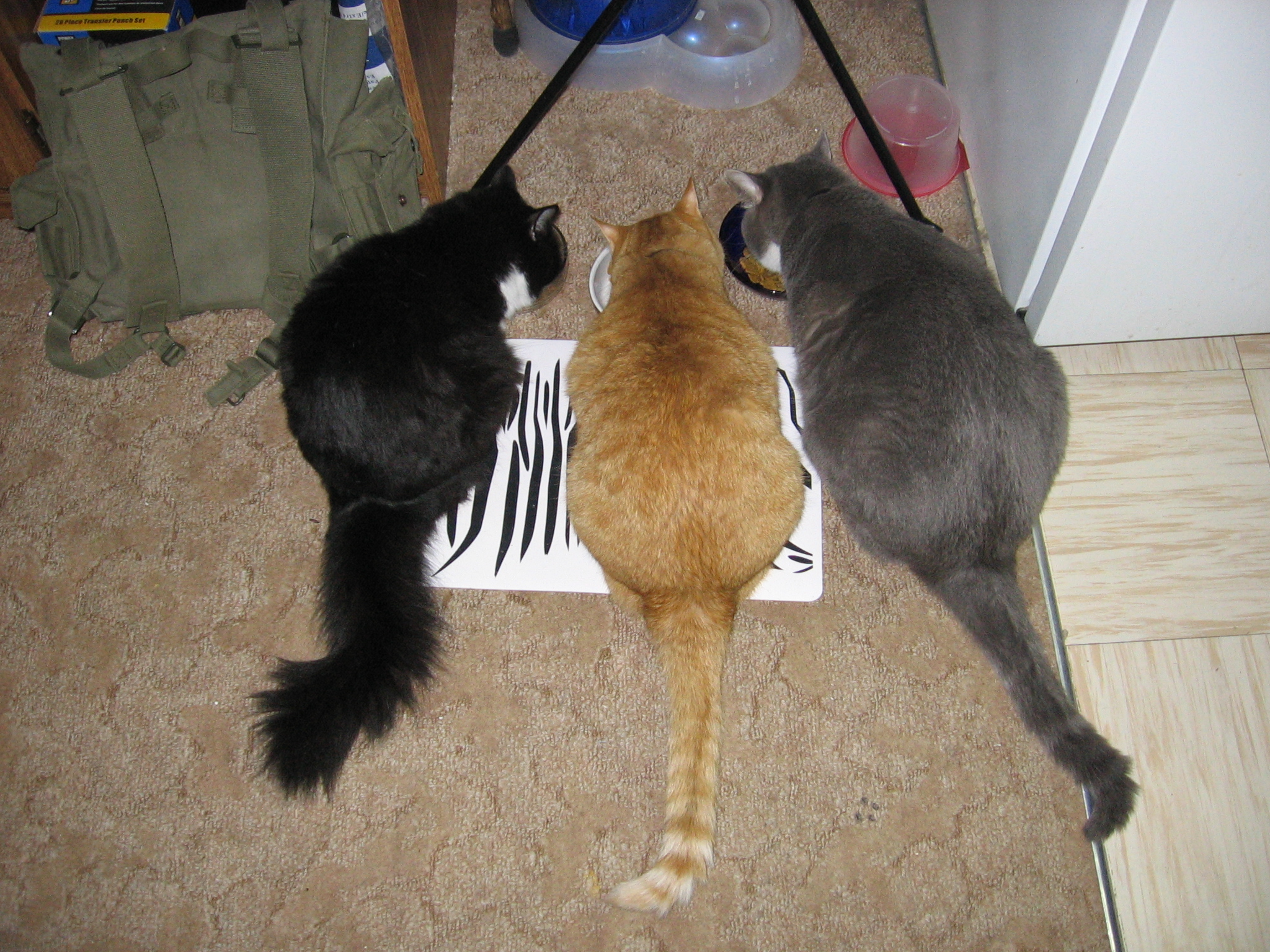 The three cats, Nikita, Jack, and Raistlin, eating from bowls beside eachother.