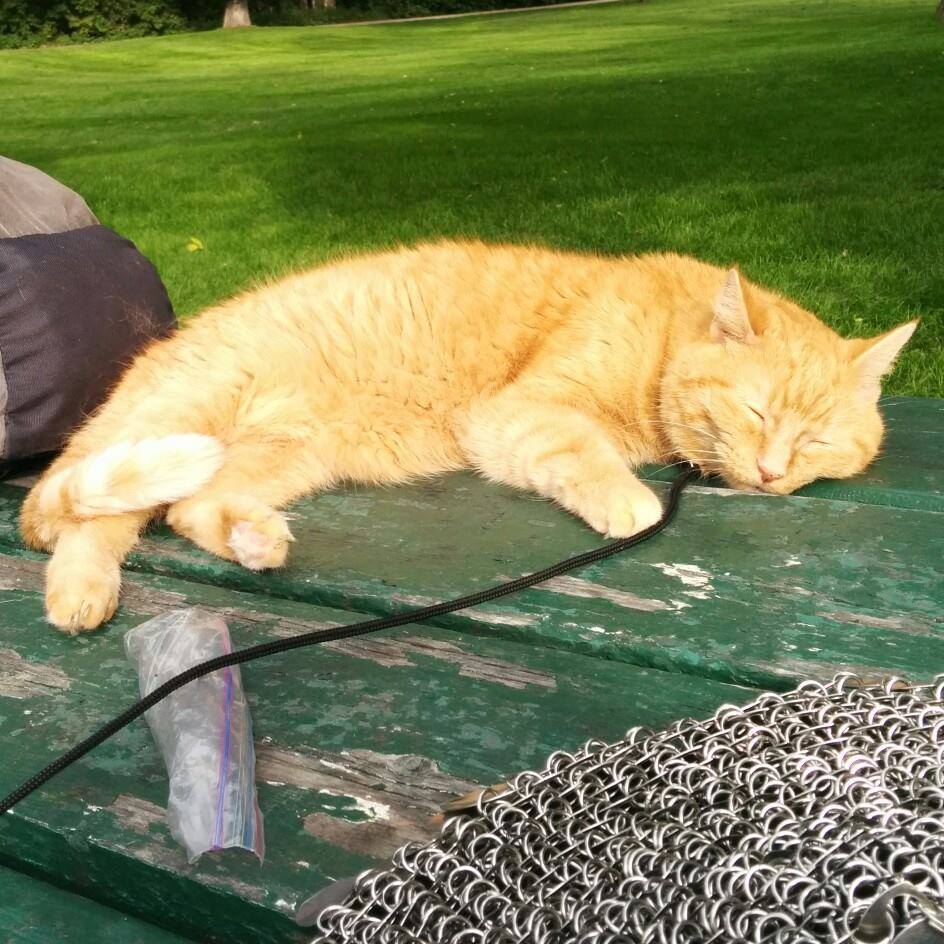 Jack all relaxed and laying on a green picnic table in a park, with chainmaille work being done in the foreground, and a leash leading to him to be safe.