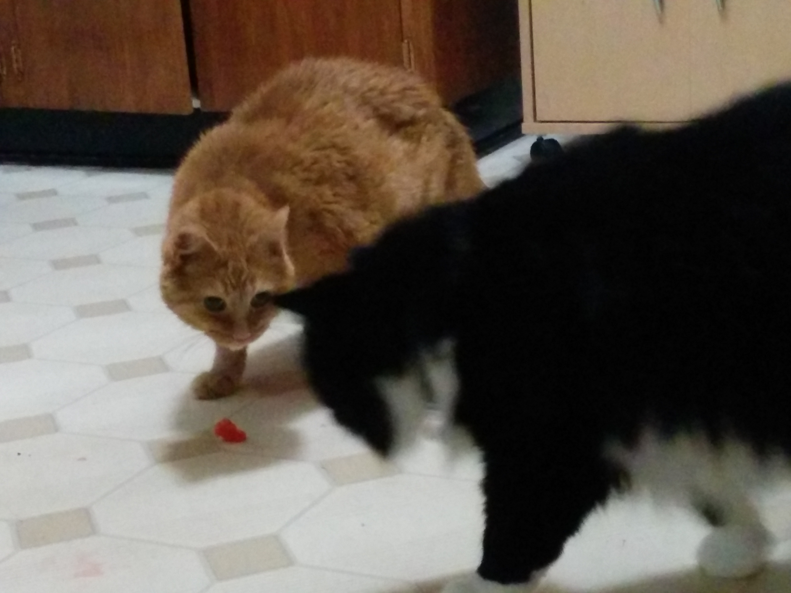 Jack with a pink food treat on the ground in front of him, and Nikita looking to try to snag it.