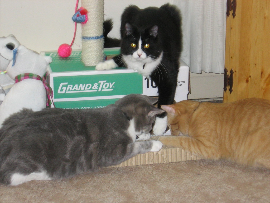 The three of them around and on a cardboard box, and playing with a cardboard scratcher on the ground.