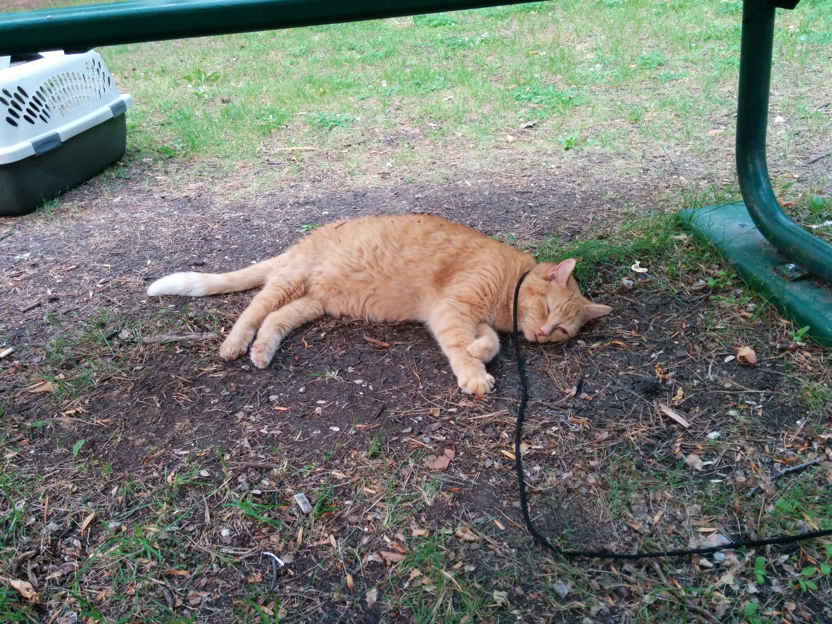 Jack laying asleep under a green picnic table in a park, on the general dirt and park chips that are there.