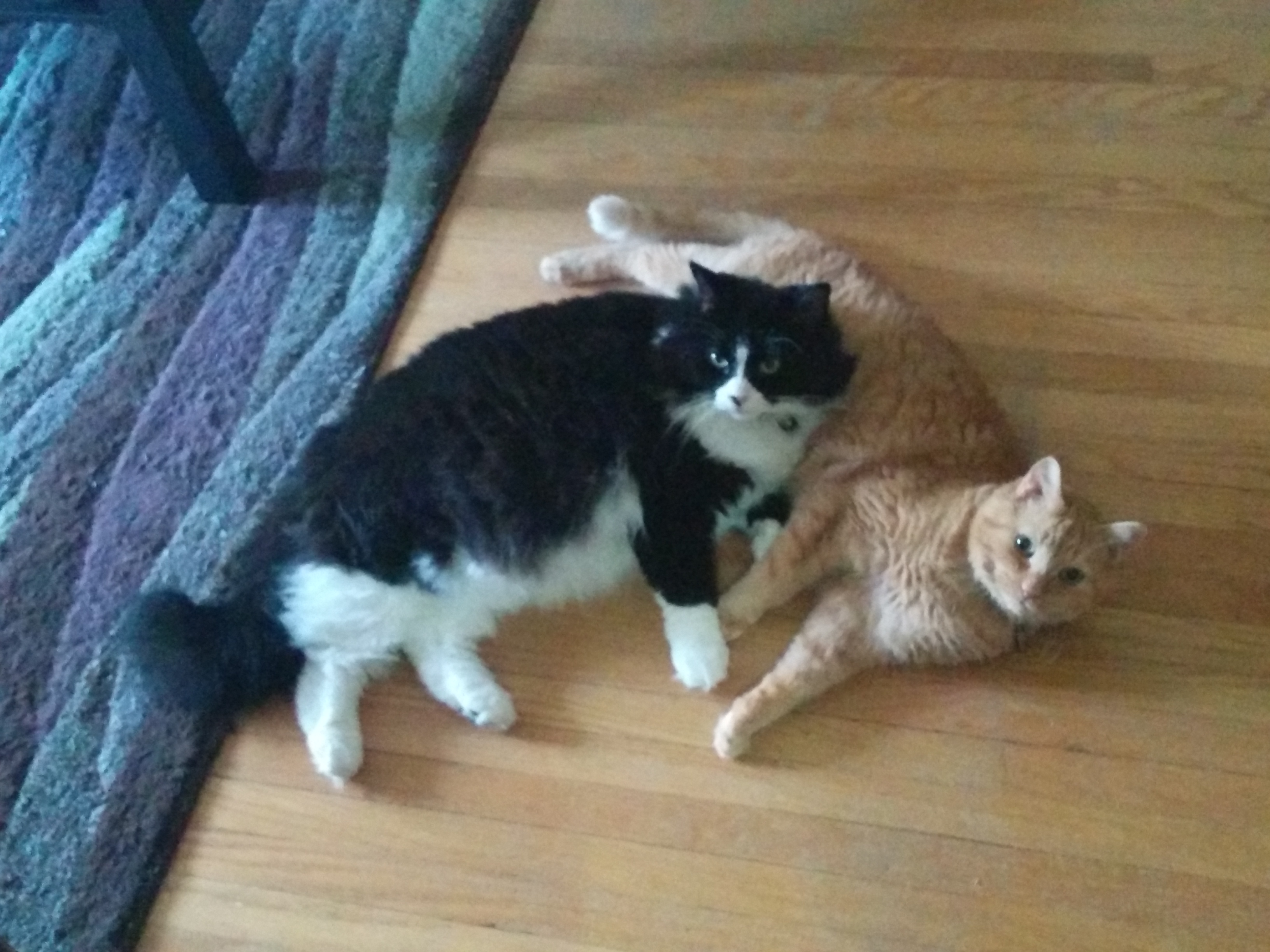 Jack, an orange tabby, and Nikita, a black and white tuxedo, cuddling together on the floor.