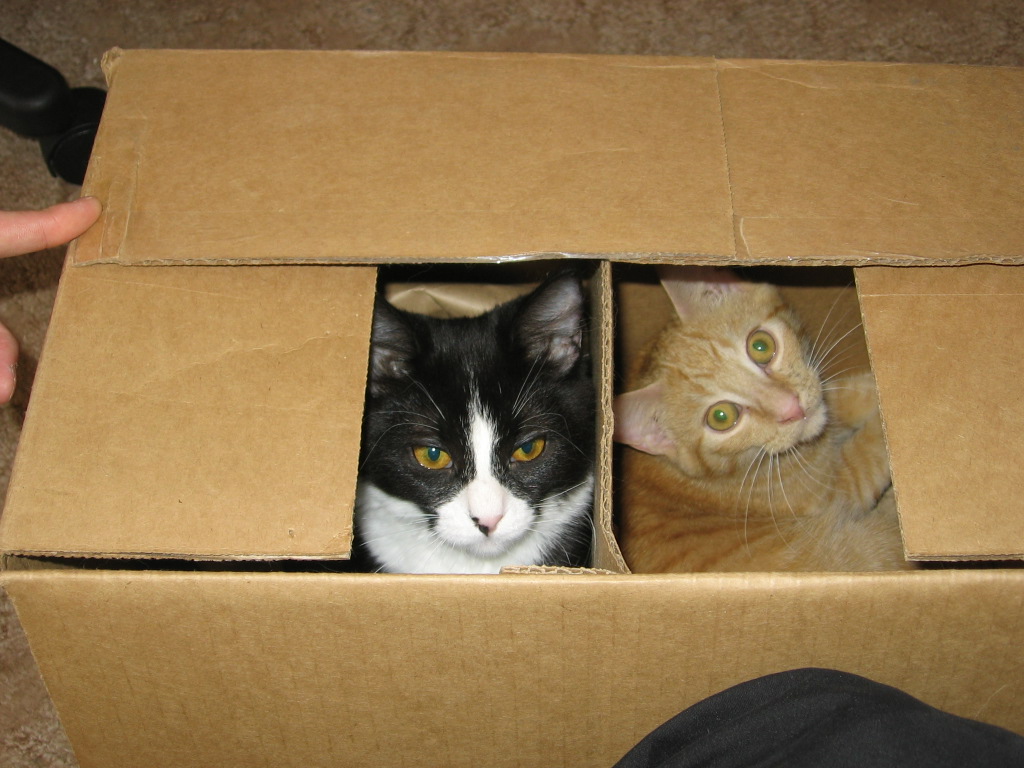 Jack and Nikita inside of a box together, both looking out the small entrance of the unclosed flap.