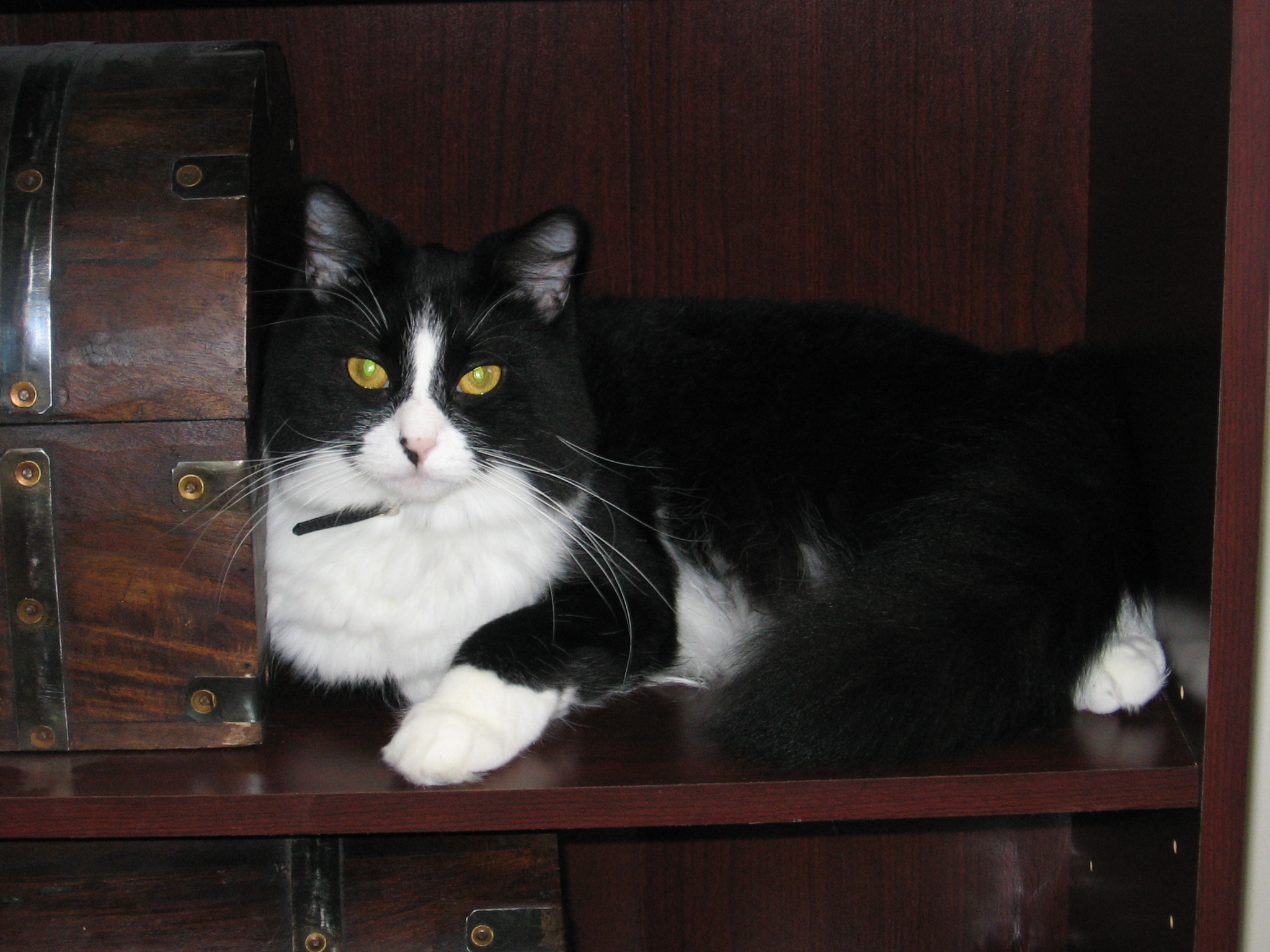 Nikita sitting on a dark wooden shelf, between the side and a wooden chest.