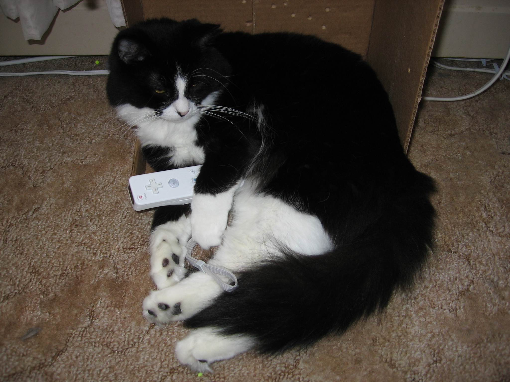 Nikita curled up beside a cardboard box, with a nintendo wiimote tucked into her paws.